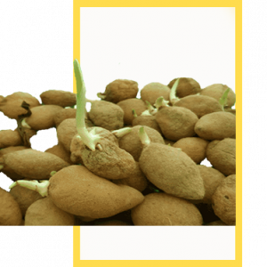 Salep Orkidesi Yumrusu Karışık İri Türler 100 Adet