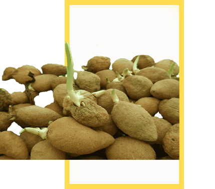 Salep Orkidesi Yumrusu Küçük Boy 100 Adet - Görsel 3