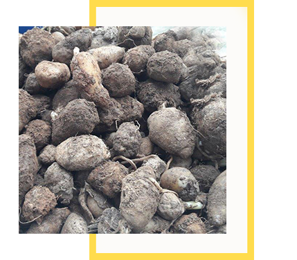 Salep Orkidesi Yumrusu Küçük Boy 100 Adet - Görsel 2