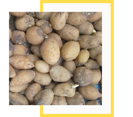 Salep Orkidesi Yumrusu Küçük Boy 100 Adet - Görsel 4