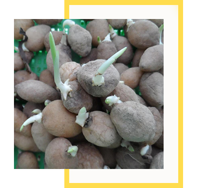 Salep Orkidesi Yumrusu Küçük Boy 100 Adet - Görsel 5