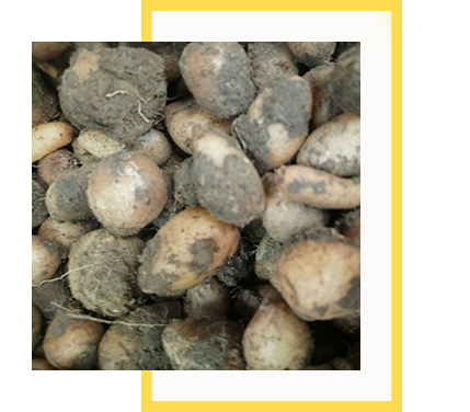 Salep Orkidesi Yumrusu Küçük Boy 100 Adet