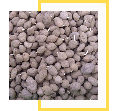 Salep Orkidesi Yumrusu Küçük Boy 100 Adet - Görsel 6